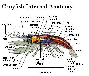 Crayfish_anatomy.jpg