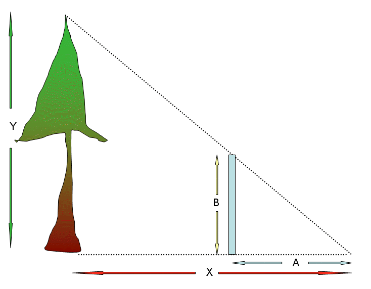 The distance from an observer to the tree is X, which we can measure with 