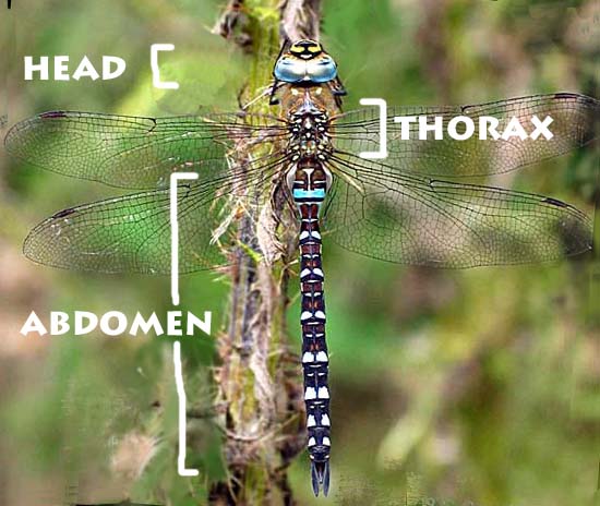 thorax and abdomen muscles. The thorax has the muscles and