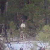 Mule Deer Buck