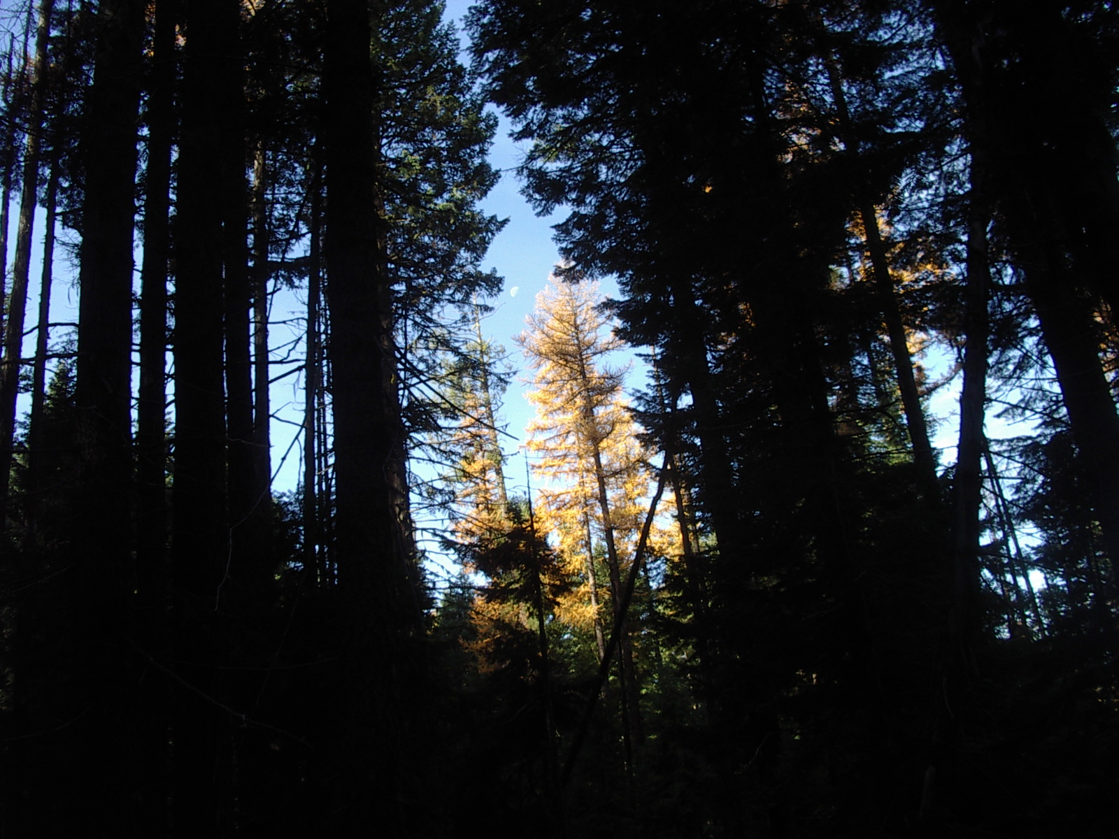 Larch