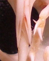 Close-up