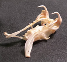 Rattlesnake Skull 