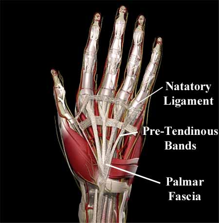 Fascial Structures 