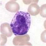 basophil