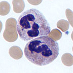 neutrophil