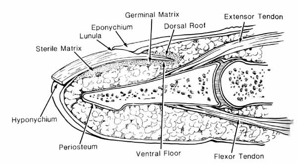 The sterile matrix (nail-bed) holds the nail by producing squamous