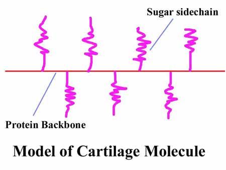 Schematic of Cartilage Molecule