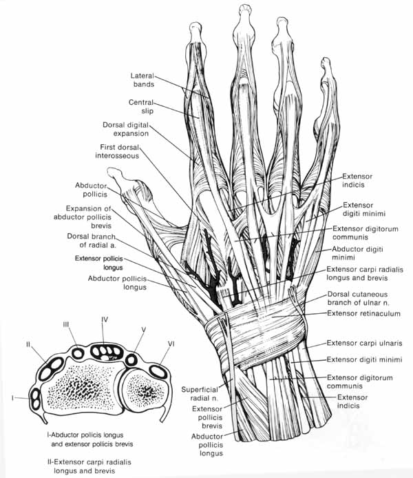 David Nelson Hand Surgery Greenbrae Marin hand specialist surgery of