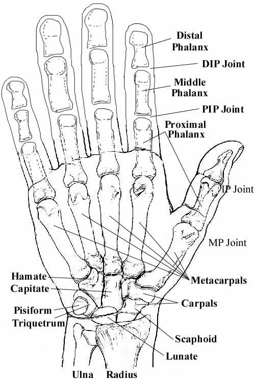 Gamekeeper's Thumb by Dr. David Nelson