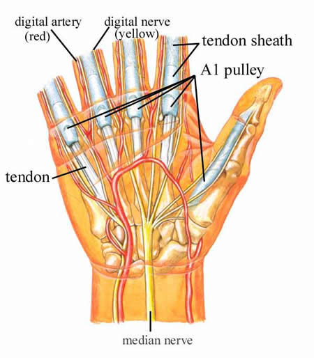 This is a view of the palm side of the hand.