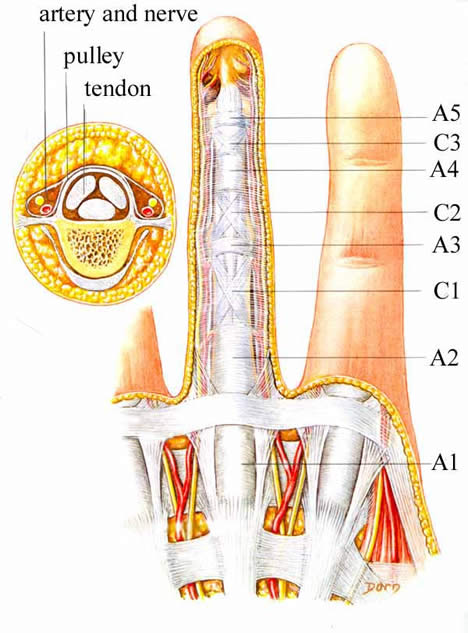 flexor tendon pulley system