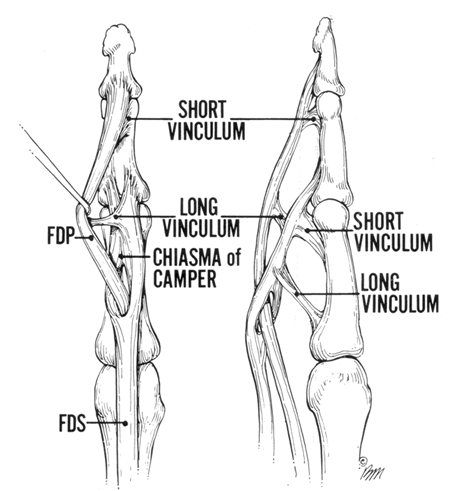 tendons in hand. the two flexor tendons,